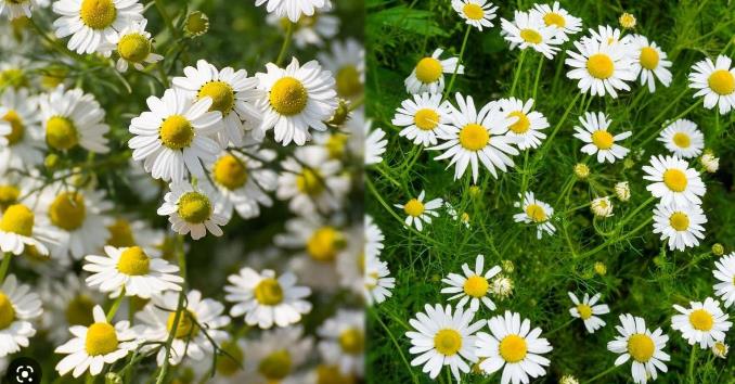 Health benefits of Chamomile Tea Chamomile extract